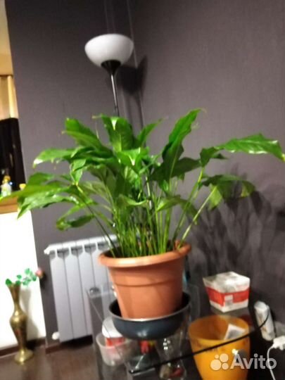 Спатифиллум