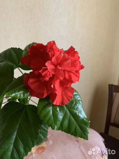 Гибискус китайская роза