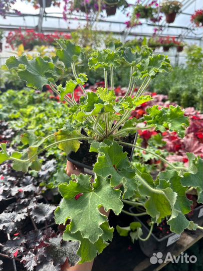 Растения гейхера