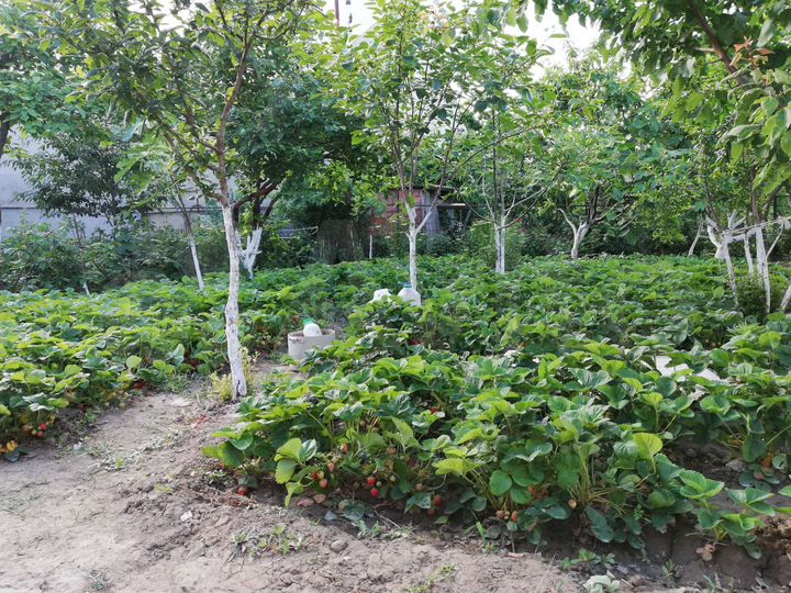 Участок 4 сот. (ИЖС)