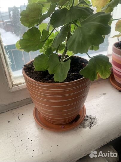 Комнатные цветы герань душистая красная бархатная