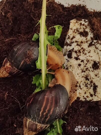 Улитки ахатины иммакулята бесплатно