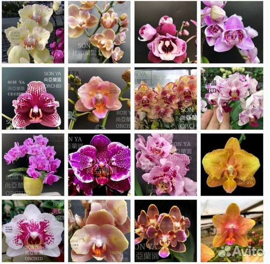 Орхидея фаленопсис от SON YA Orchids