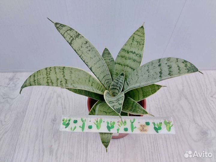 Сансевиерия Ханни Крем