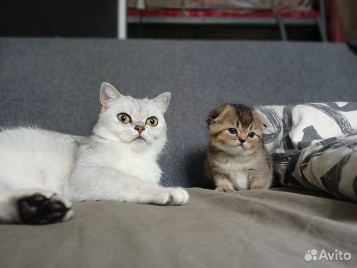 Шотландская вислоухая кошка