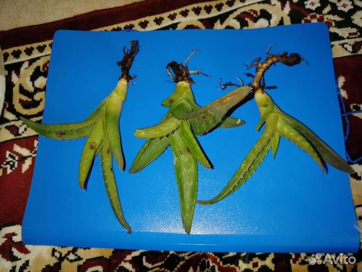 Алоэ вера цветы