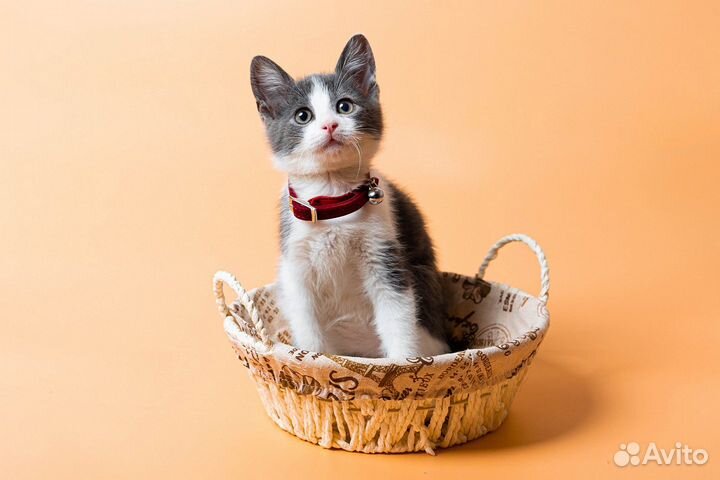 Котенок мальчик Тима