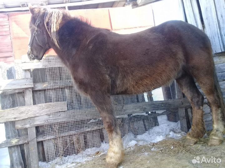 Лошадь тяжеловоз