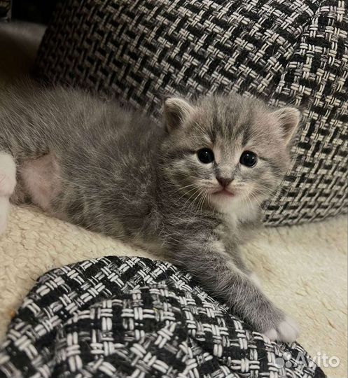 Котик в добрые руки