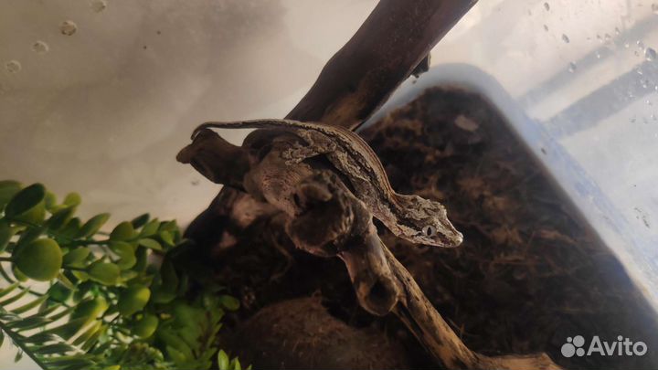 Ушастые бананоеды