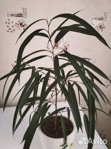 Фикус Али узколистный