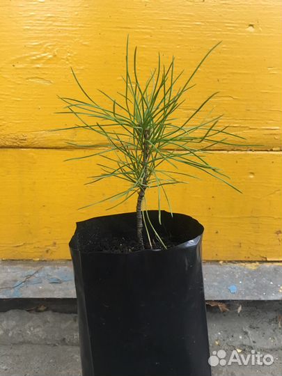 Кедр сибирский саженцы