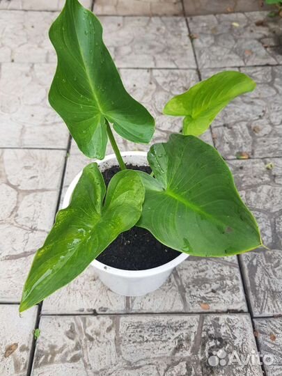 Калла домашняя