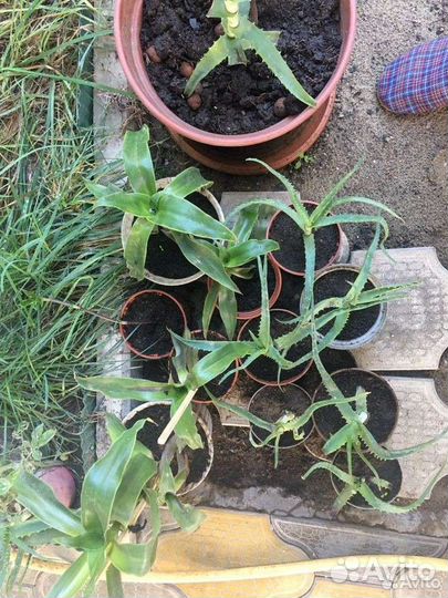 Золотой ус, алоэ, каланхое- лекарственные растения