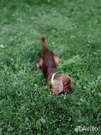 Английский кокер спаниель вязка