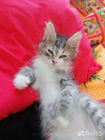 Ребенок ищет семью