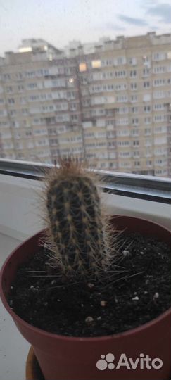 Кактусы и суккуленты