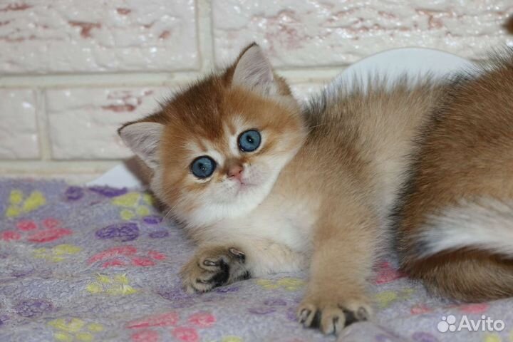 Котята золотые британские шиншиллы