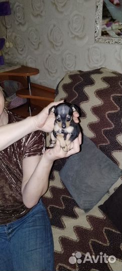 Той-терьер щенки