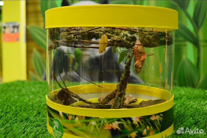 Детская Миниферма Тропических Бабочек ф/б-23