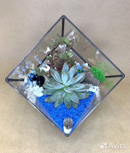 Флорариум суккуленты