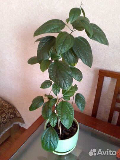 Клеродендрум