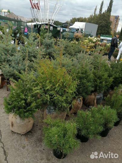 Саженцы хвойных растений Ильдар ВДНХ