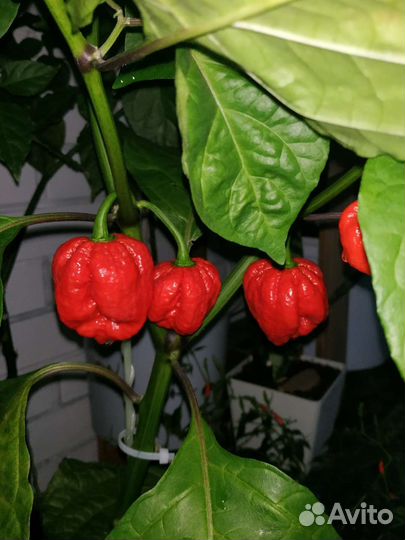 Перец сверхострый острый жгучий