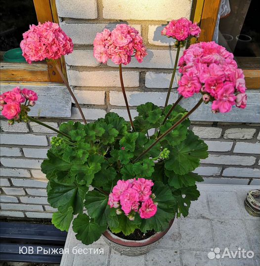 Срезы сортовых пеларгоний