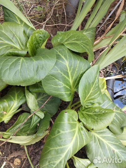 Бадан толстолистный