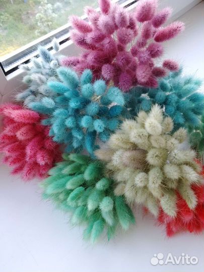 Цветной лагурус