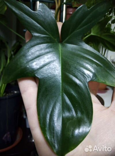 Филодедроны 5 сортов