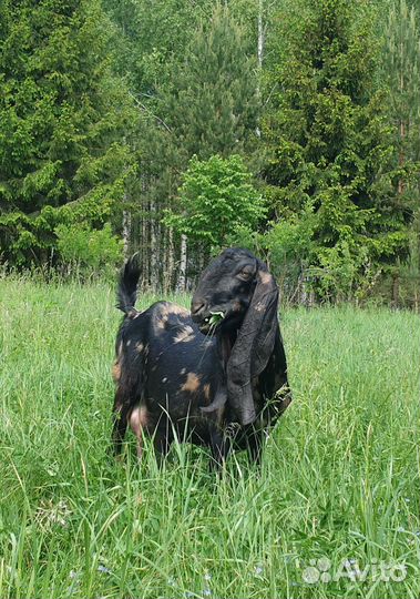 Дойная коза Камори