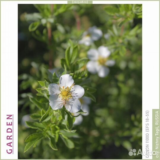 Объектив Canon EF-S 18-55mm f/3.5-5.6 IS II