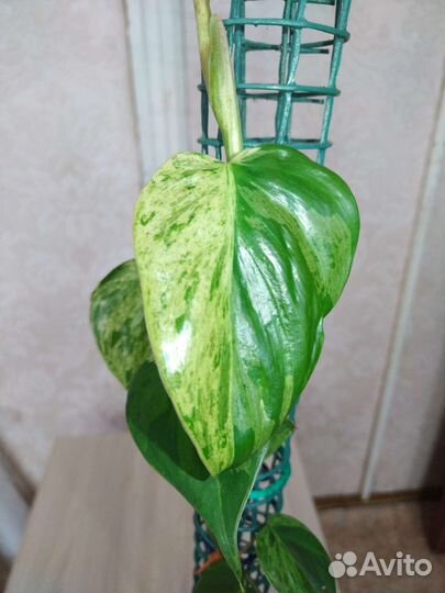 Филодендрон