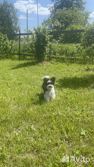 Бивер йорк вязка