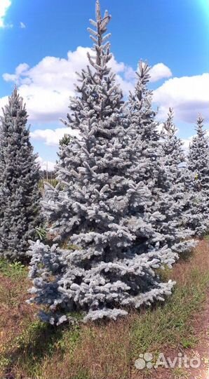 Ель голубая хупси