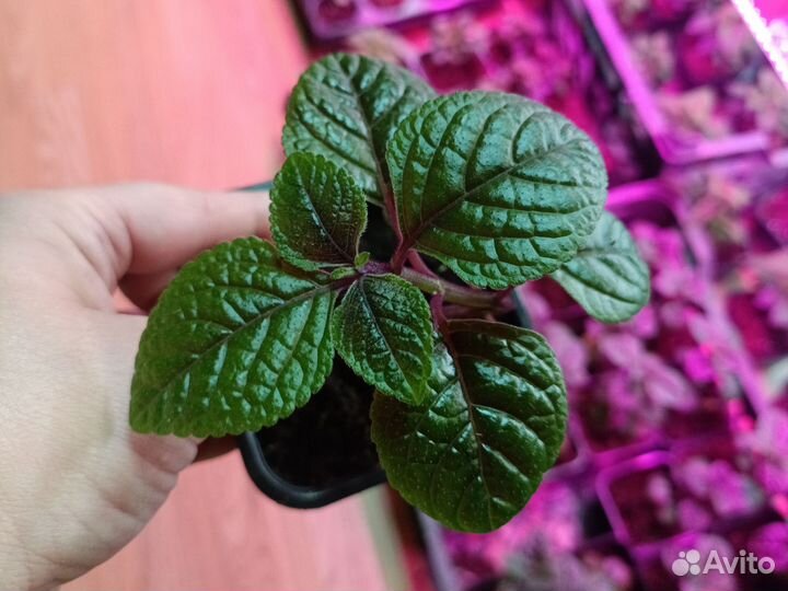 Плектрантус ампельный