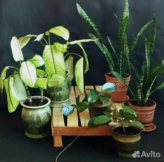 Ретро-растения в ретро горшках керам. 1960-70-90х