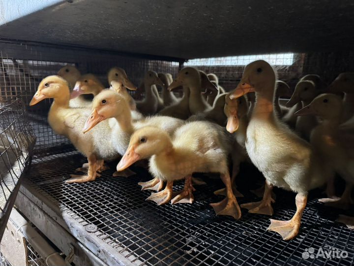 Утки гуси мулард