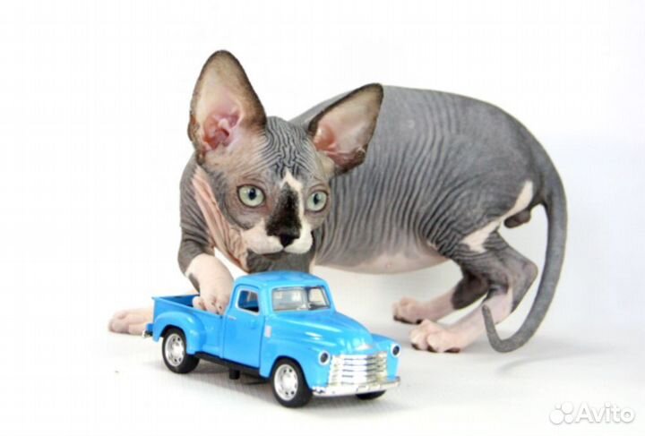 Весёлый человечек Винсент, он же Винс, Вин, Винни)