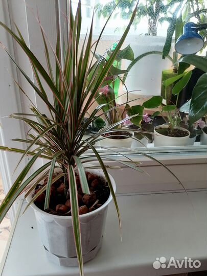 Драцена, юкка, кофе арабика