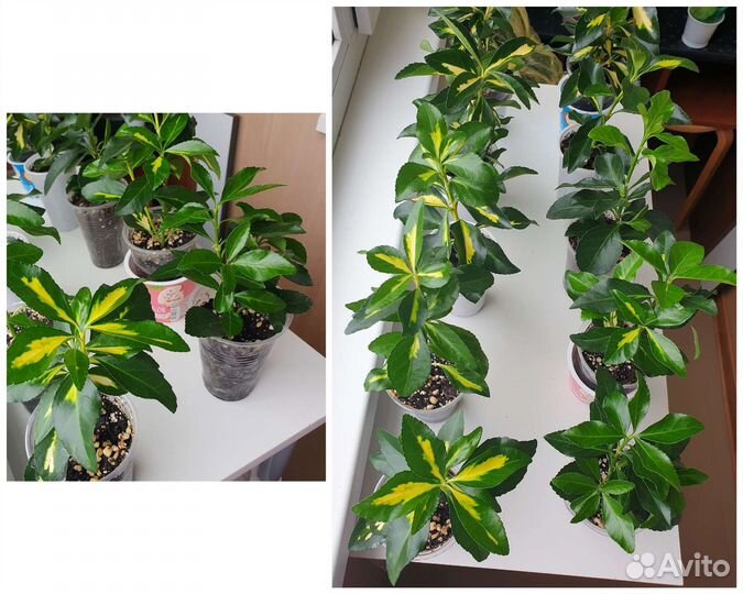 Растение Бересклет японский комнатный, цветы