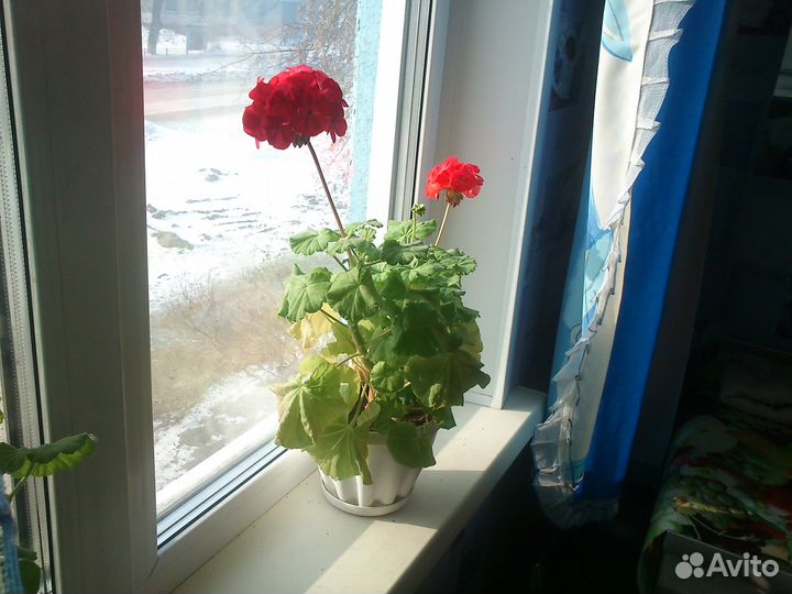 Кактусы, мускари синие