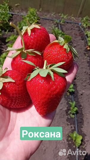 Саженцы клубники (закрытая корневая система)