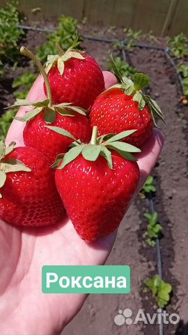 Саженцы клубники (закрытая корневая система)