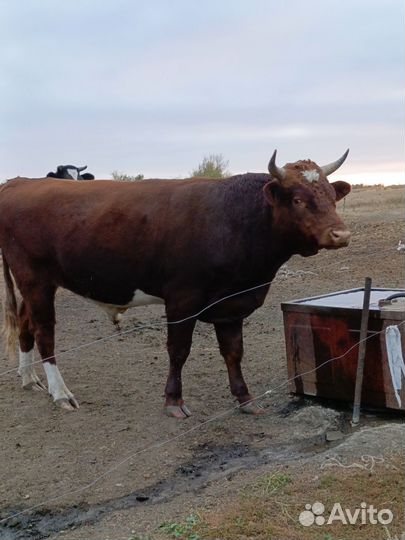 Бык живым весом