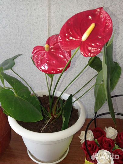 Комнатные цветы