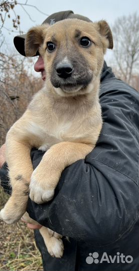 Щенок-лапочка ищет дом