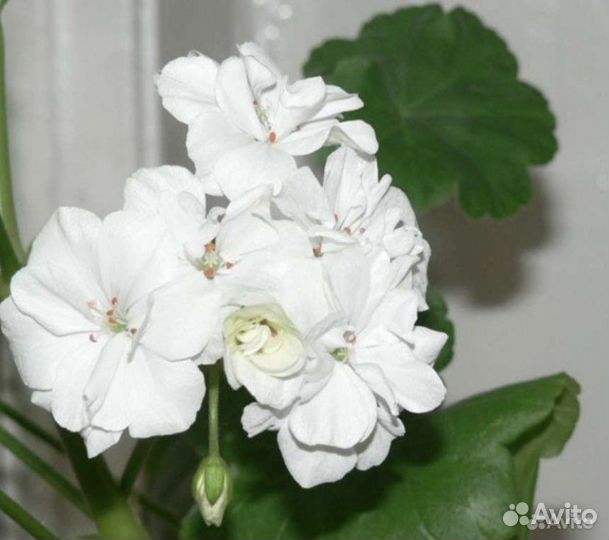 Пеларгония (герань)